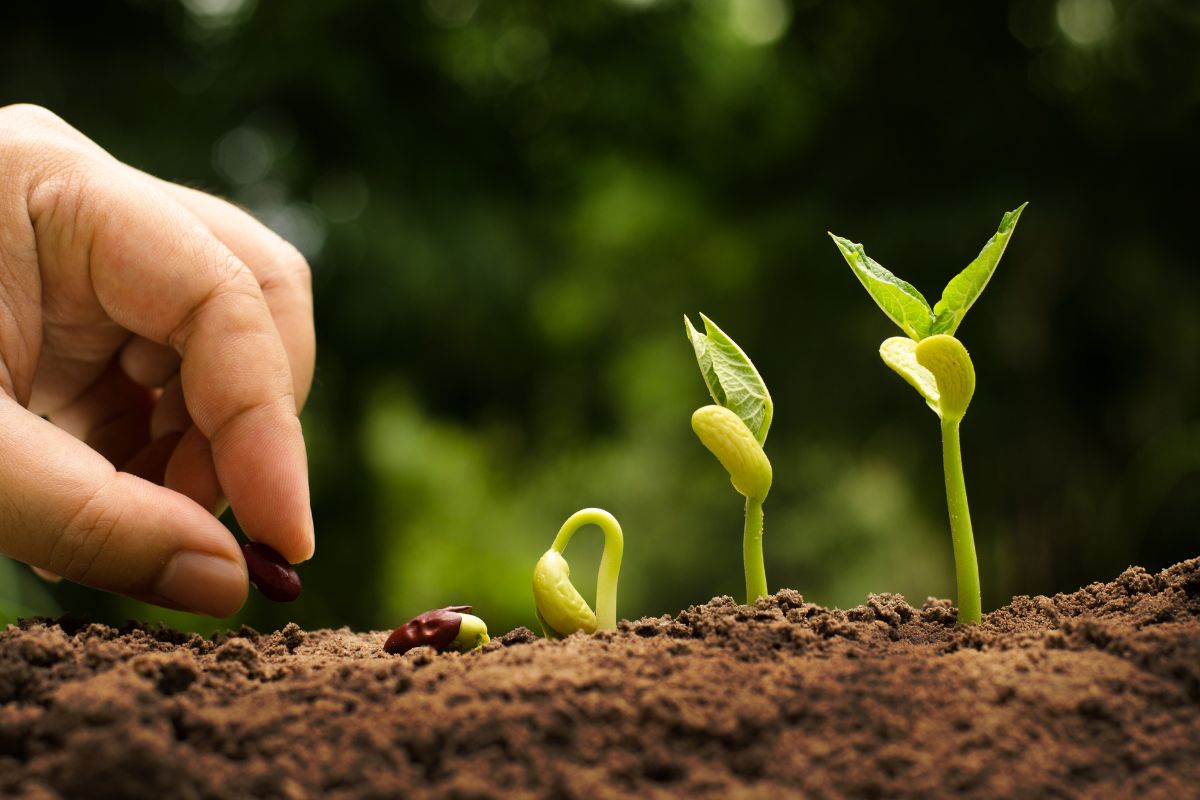 How to Get Seed Funding: Step-by-Step for Startups